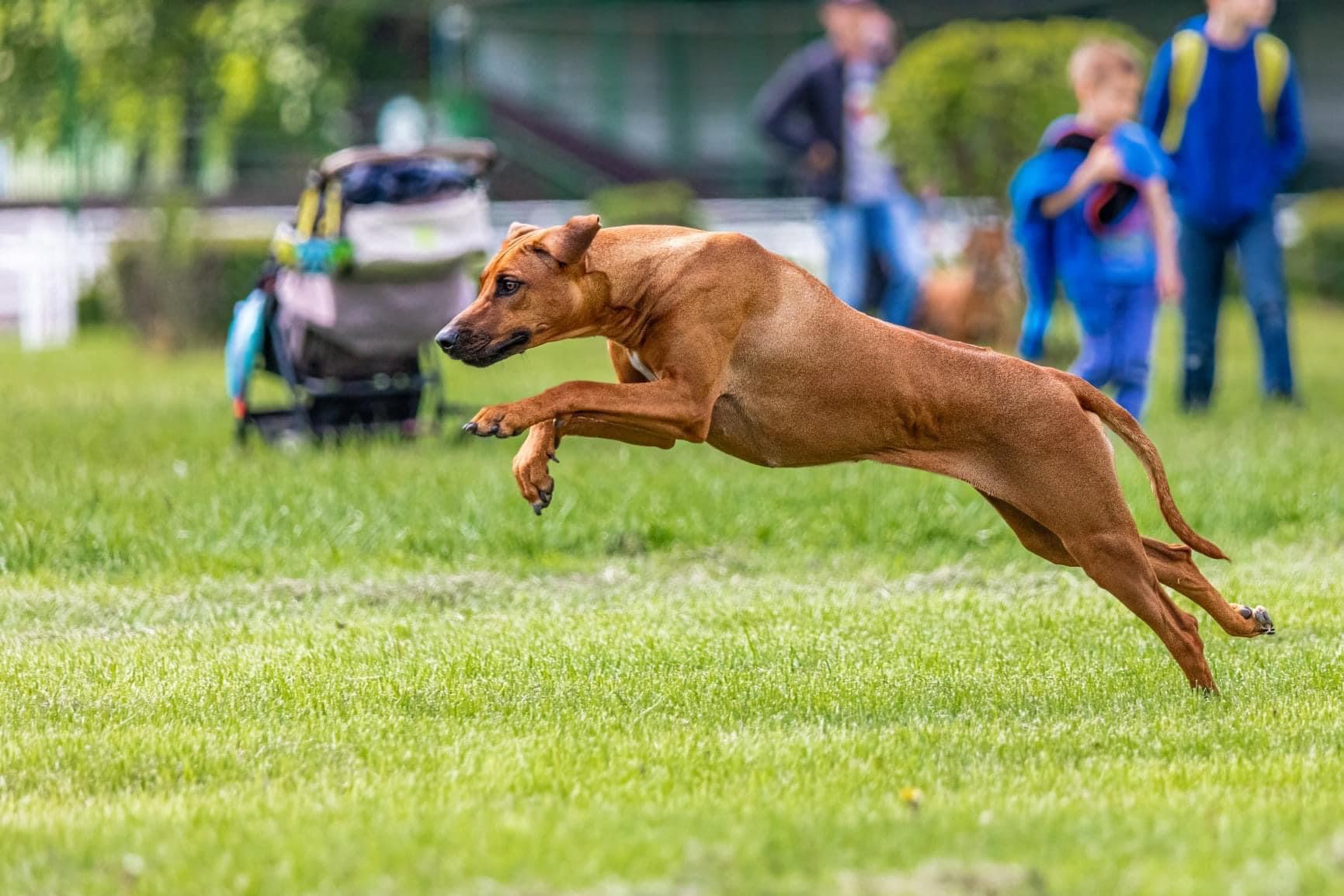 Ridgeback