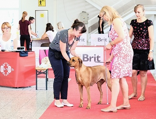 bonitacia-10.06.2018-01.jpg
