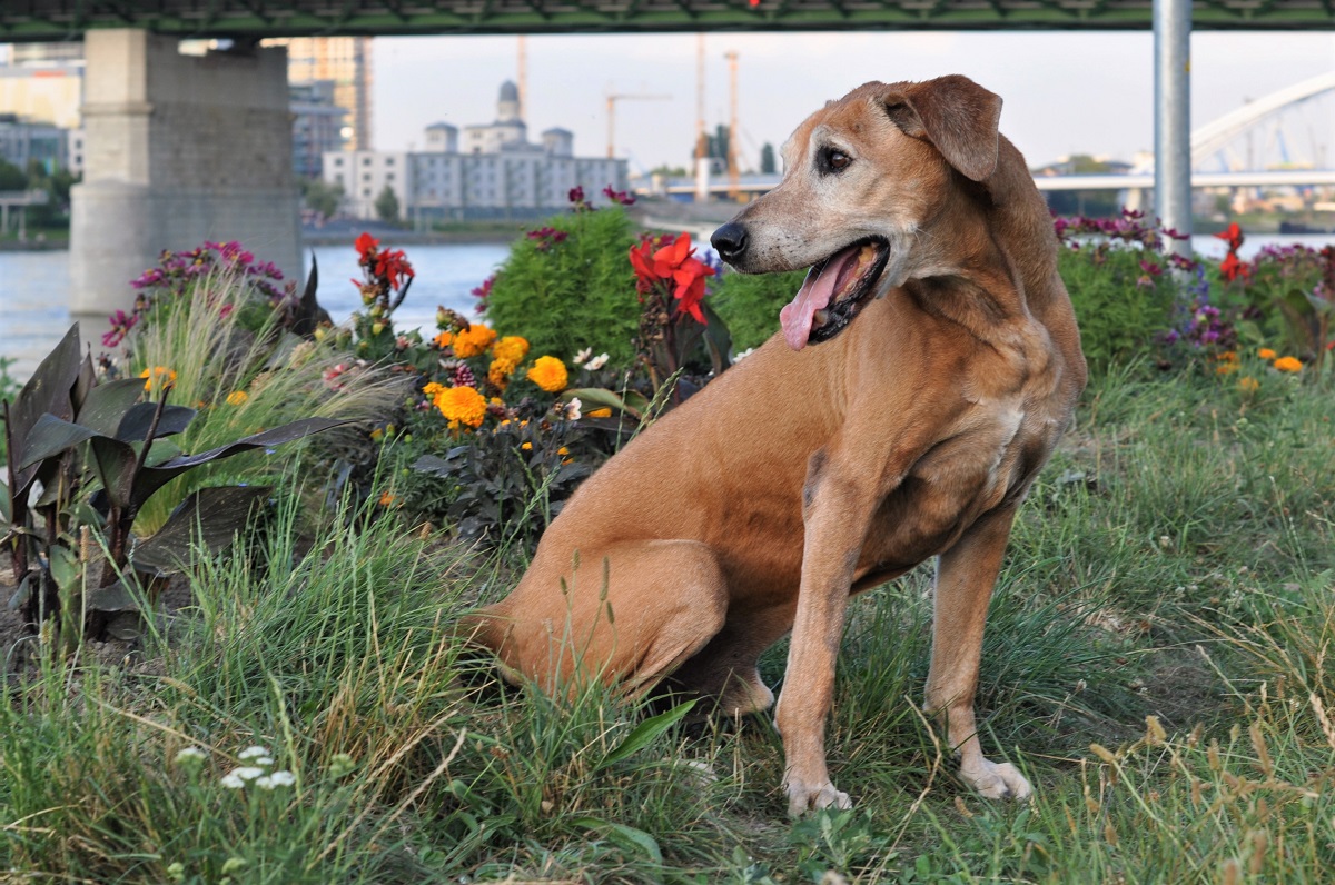 Archie_0093_m.jpg