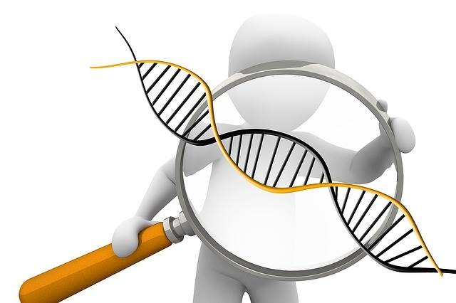 DNA profil