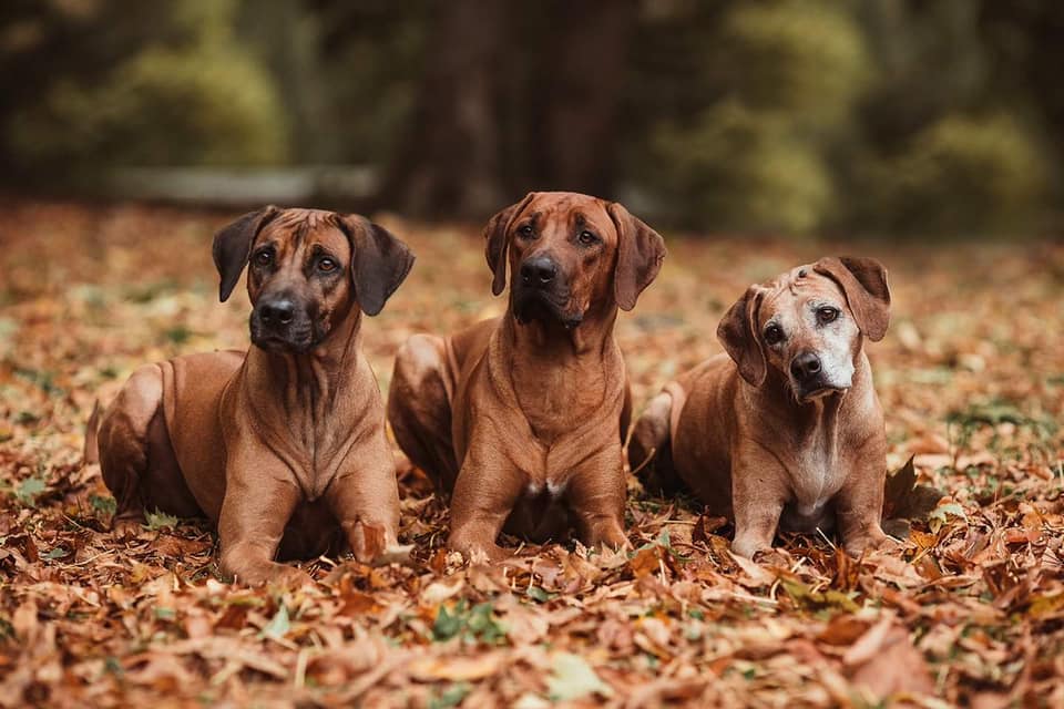 2020III.1.jpg