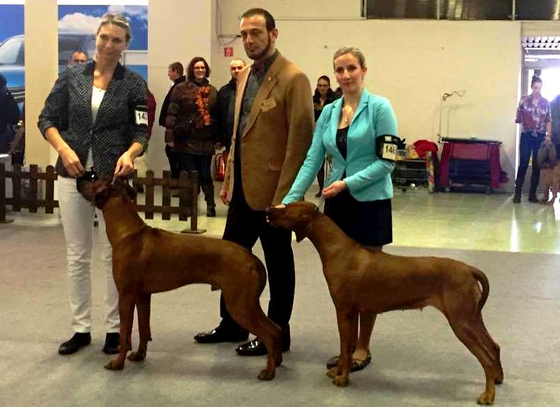 Rhodesian_Ridgeback_17-01-16-Nitra.jpg