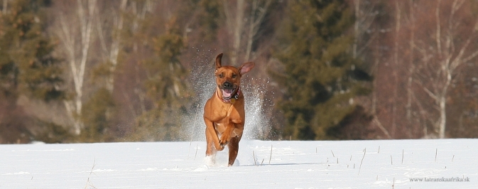 Slider Image 2